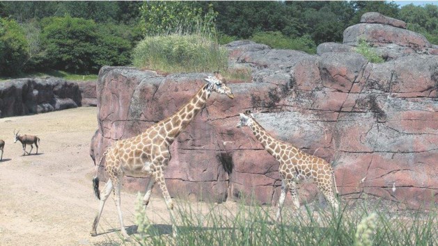 GaiaZoo geeft dieren de ruimte
