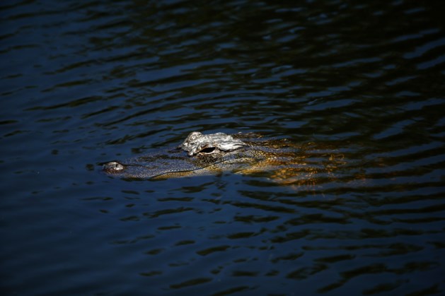 Alligator zwemt met lijk in zijn bek