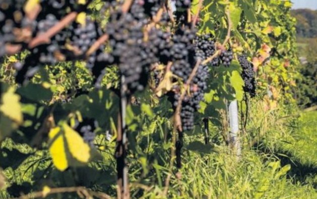 ‘Limburgen’ spelen de wijnkaart als toeristische troef