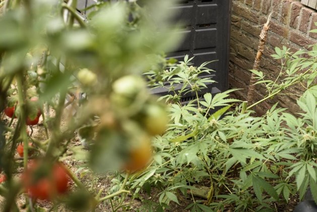 Wietplant gejat van kankerpatiënt De Limburger