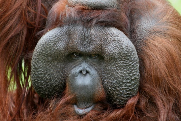 Tinder voor orang-oetans