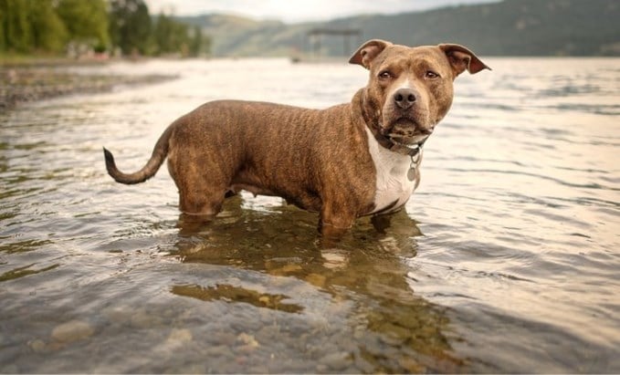 pitbull redt jongetje 9 nadat moeder