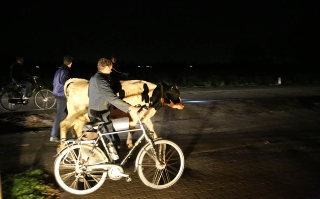 Bestuurder kan aanrijding met ontsnapte koe ternauwernood voorkomen