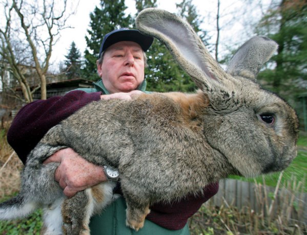 Eén van de grootste konijnen ter wereld dood na vlucht United Airlines