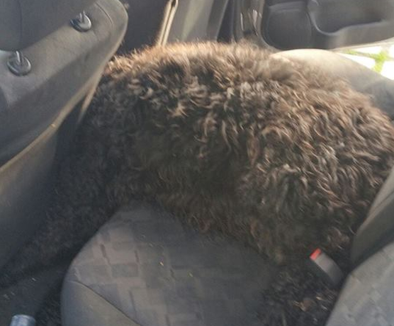 Hond overleden na opsluiting in snikhete auto in Hoensbroek