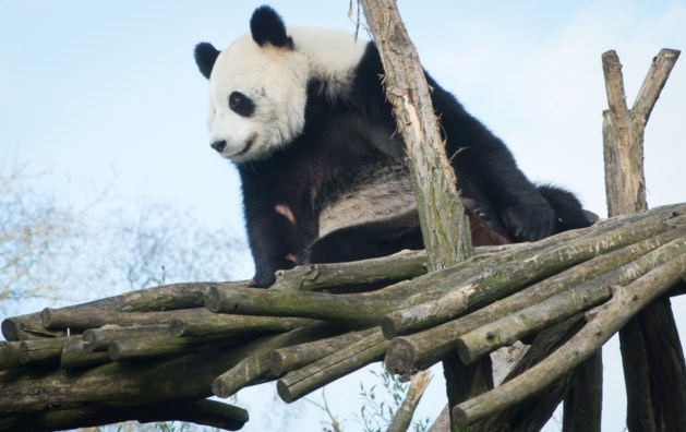 Reuzenpanda's zijn eindelijk te bewonderen