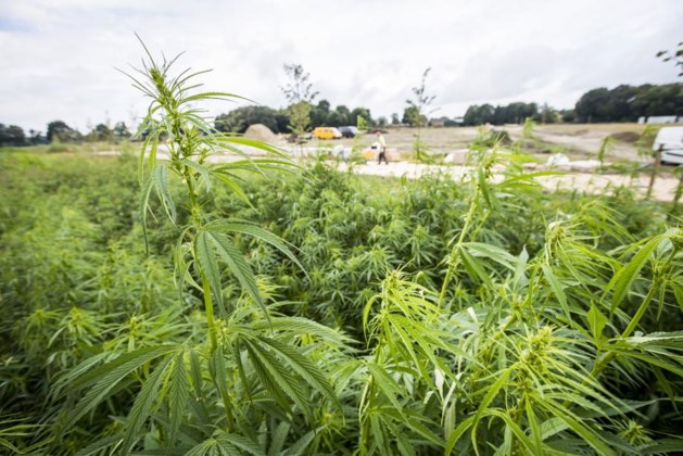 Wietplanten verwijderd na vastlopen oogstmachine