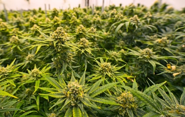 Wietplantage opgerold in Bocholtz, twee mensen opgepakt