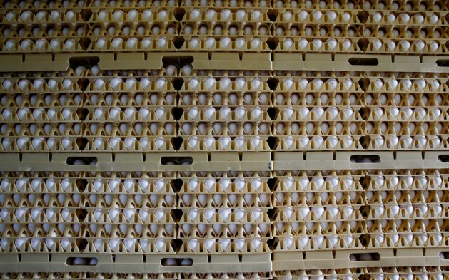 Pluimveesector komt in actie tegen fipronil
