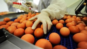 Huiszoekingen in Nederland en België om eieren