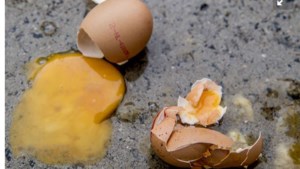 2,5 miljoen kippen dood om fipronil-schandaal