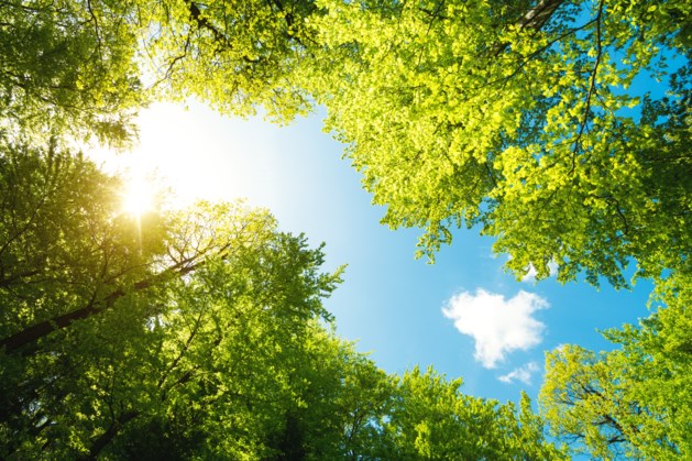 Kerkrade gaat ruim 300 levensbomen planten