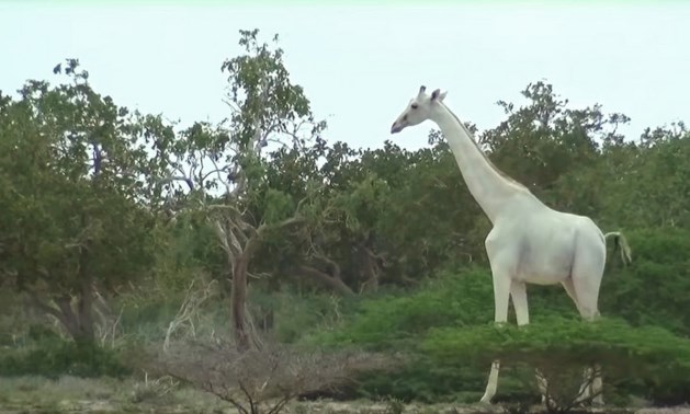 VIDEO Zeldzaam wit giraffenduo gespot in reservaat