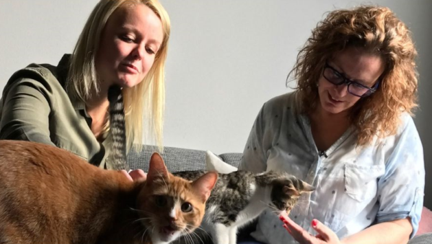 Eindelijk is het zover: het eerste kattencafé van Limburg 