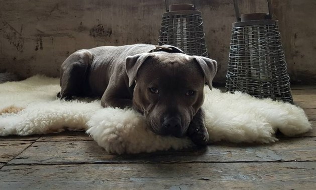 Hond 'gestolen' in Venlo: "Hij is mijn alles"