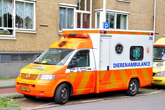 Baasje doodt hond en krijgt taakstraf