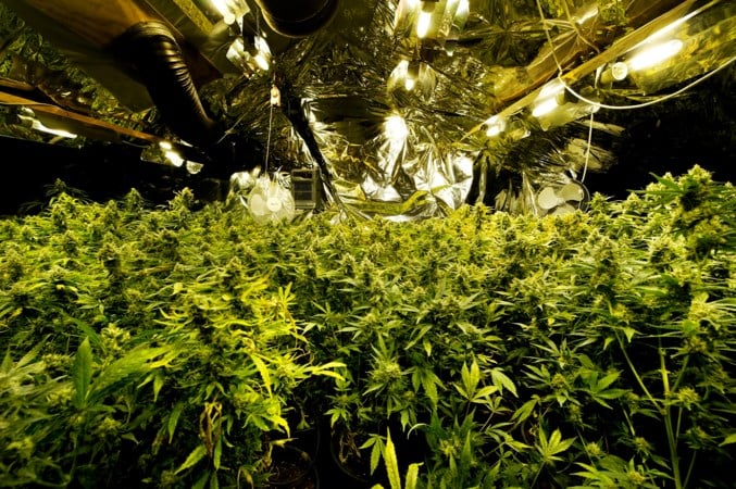 Grootschalige teelt van medicinale cannabis in ‘landbouwstad’ van de toekomst