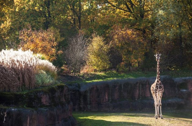 Giraffe hangt dood in boom in dierentuin Kerkrade