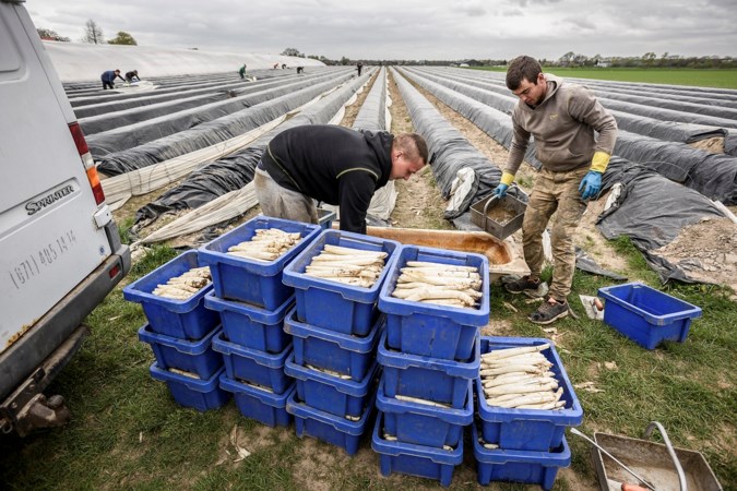 'Polen, we hebben ze keihard nodig in Limburg'