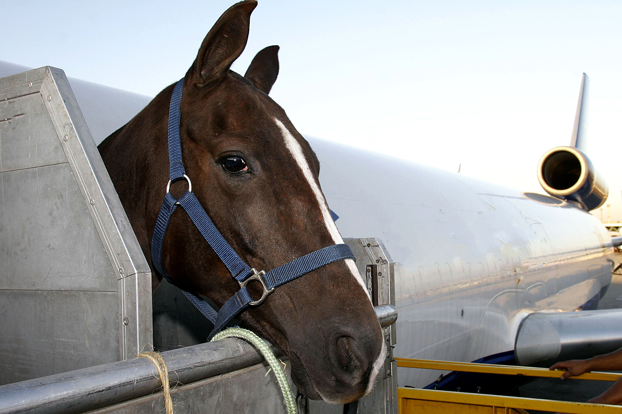 Maastricht Aachen Airport verwelkomt vol paarden - De Limburger