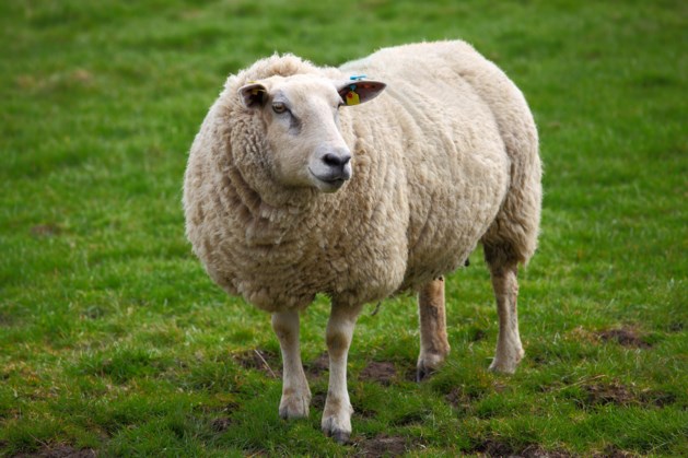 Brandweer schiet schapen zonder drinkwater te hulp