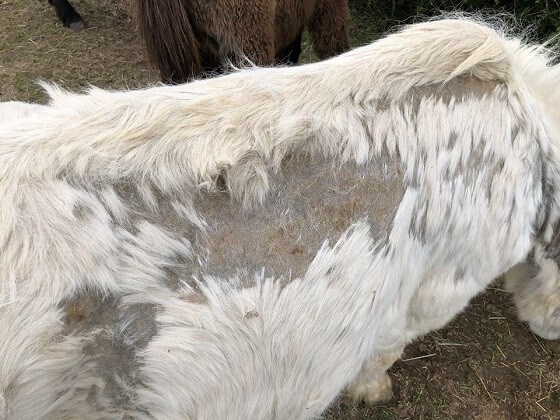 Pony’s en paarden in beslag genomen na verwaarlozing