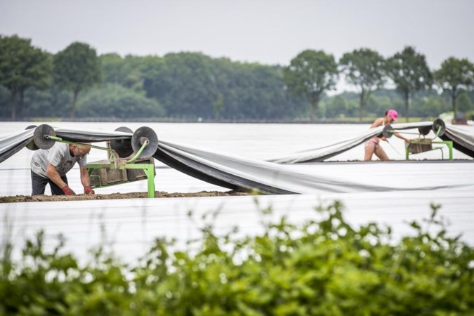 Domper aspergetelers: prijzen bedroevend laag voor witte goud