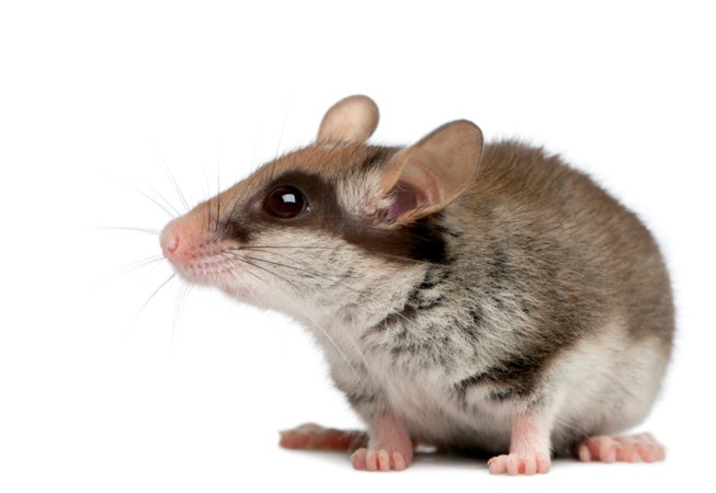 Reddingsplan voor zeldzaamste zoogdier van Limburg