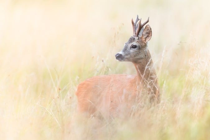 Gezocht: een jager die een hert wil en mag afschieten