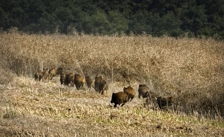 Valt het aantal zwijnen in Limburg nog te beteugelen?
