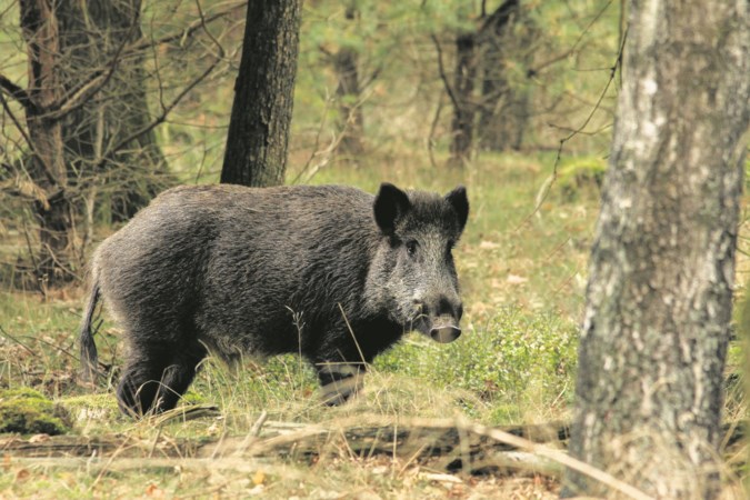 Jagers waarschuwen voor explosieve groei aantal wilde zwijnen