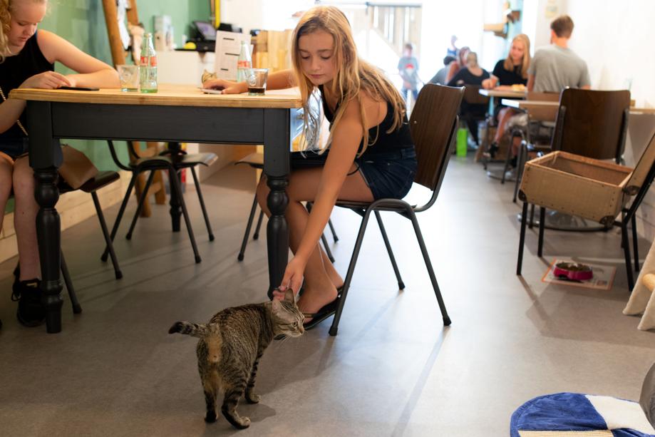 Ontwapening In de genade van Bewust worden Eerste kattencafé Zuid-Limburg: high tea bij koning Sammie - De Limburger  Mobile