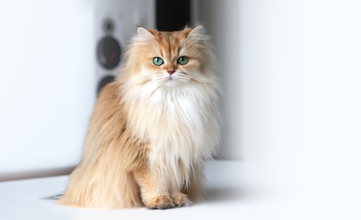 Leuk, instafamous katten, maar verdient het ook wat?