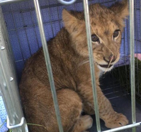 Een leeuw in een weiland, dat was ook voor deze doorgewinterde dierenarts nieuw