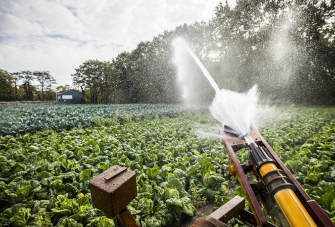 Uitzonderlijke droogte in de herfst: boeren beregenen gewassen