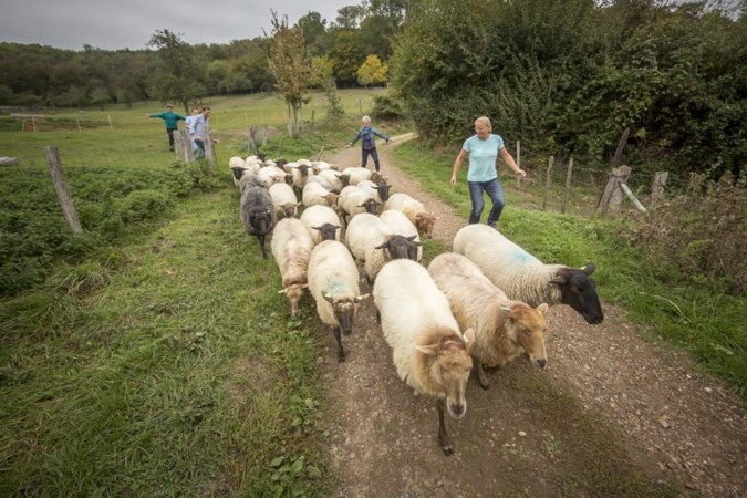 'Een border collie bij de schapen is als een joystick'
