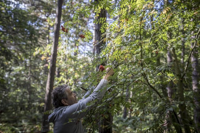 Eten uit het bos, de supermarkt van Moeder Natuur
