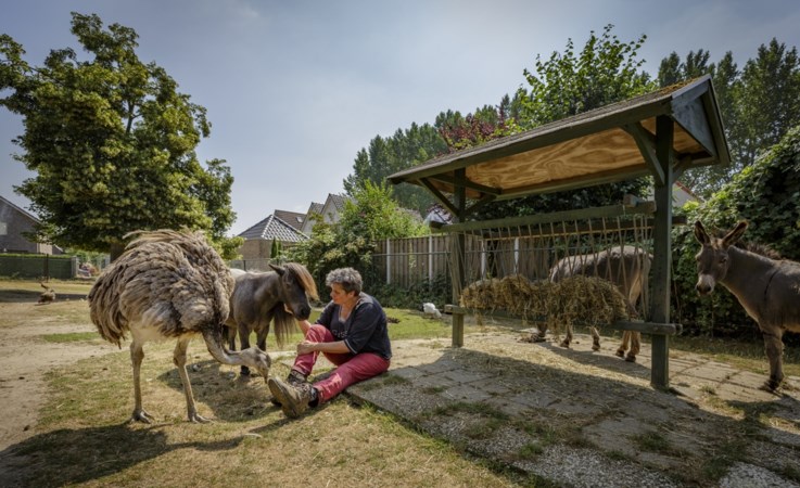 Scheldpartijen en aangiftes: rel rond kinderboerderij splijt dorp in twee
