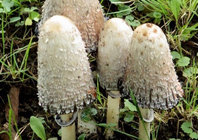 Geschubde inktzwammen en ander duivelsbrood