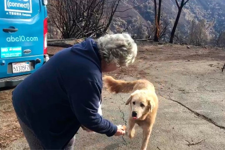 Hond wacht maand op baasje bij afgebrande woning