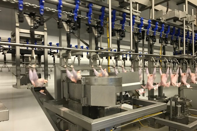‘Het einde van de kip mag je ook laten zien’