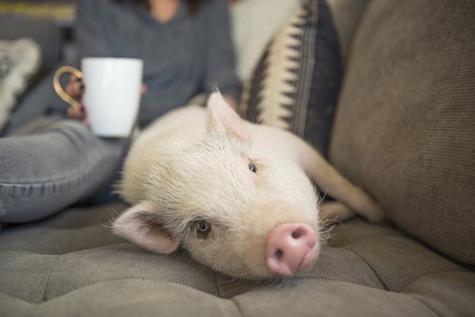 Waarom aaien we honden en eten we varkens?