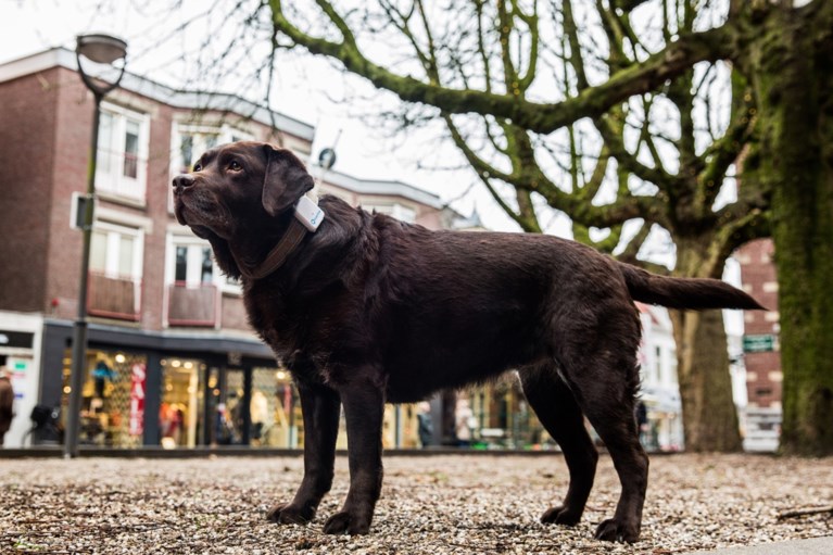 Test De Beste Gps Tracker Voor Jouw Huisdier De Limburger Mobile