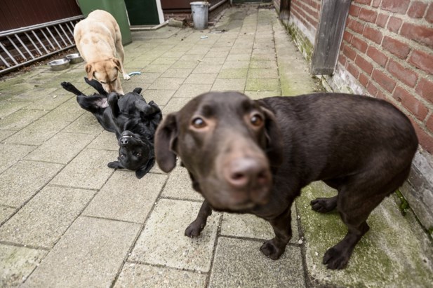 Gemeentelijke Controle Hondenbelasting De Limburger Mobile