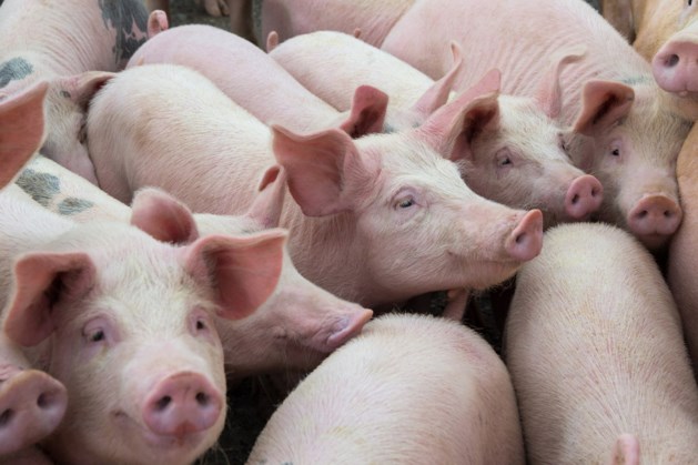 Varkens vallen in gierput Nederweert - De Limburger