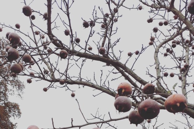 ‘Zo rot als een mispel’ - De Limburger