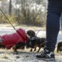 Hondenbezitters maken vuist en willen af van belasting