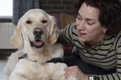 diabetes hulphond bij
