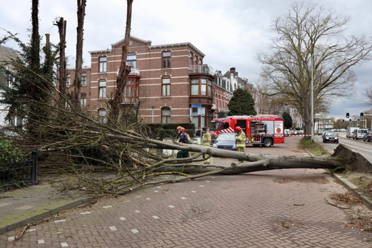 Honderden meldingen van stormschade in Limburg