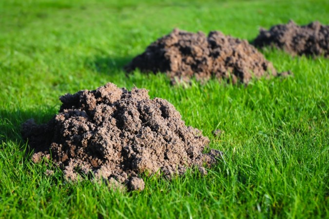 Mollen zijn lastig te tellen, molshopen niet